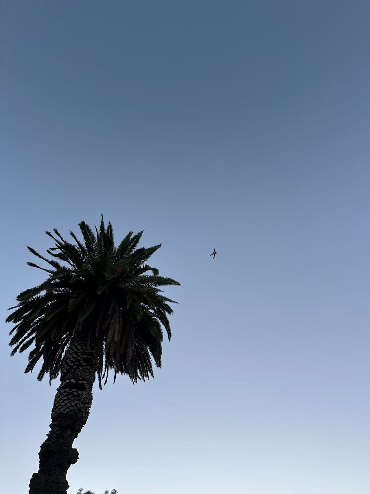 Palm tree and airplane against a clear Los Angeles sky